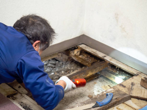Best Mold Damage Repair  in Collinsville, MS