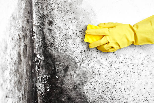 Best Residential Mold Removal  in Collinsville, MS