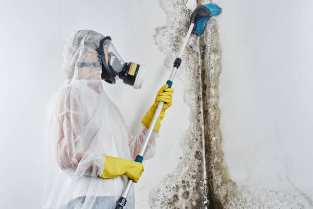 Best Mold Cleaning Services  in Collinsville, MS