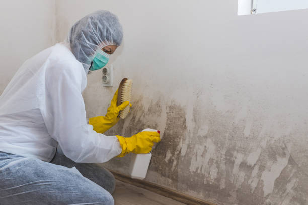 Best Mold Testing  in Collinsville, MS
