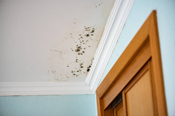 Best Professional Mold Removal  in Collinsville, MS