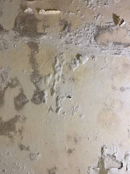 Best Mold Removal Company Near Me  in Collinsville, MS