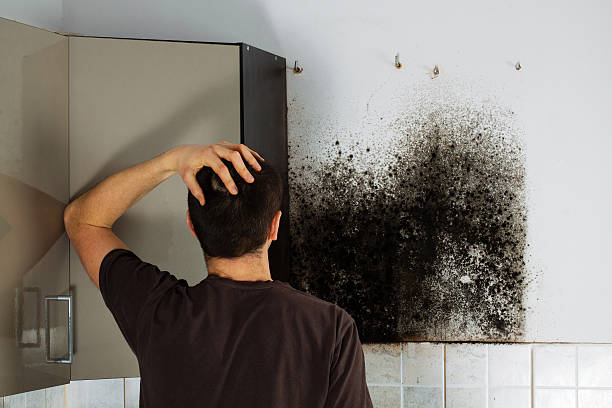 Best Fast Mold Removal  in Collinsville, MS
